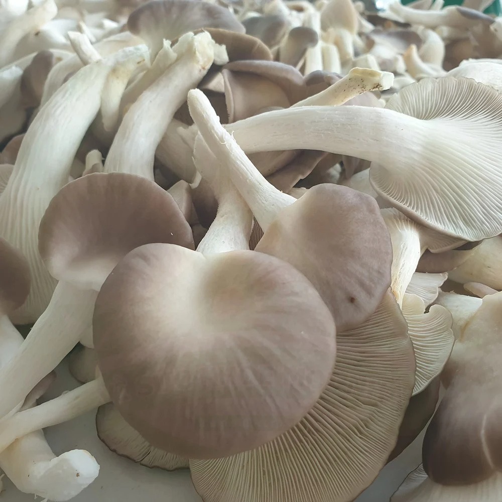 (HỘ KINH DOANH) PHÚ ĐỨC